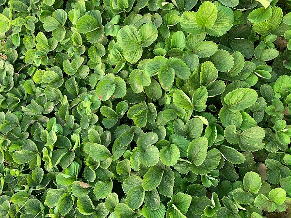 草莓种苗繁殖技术